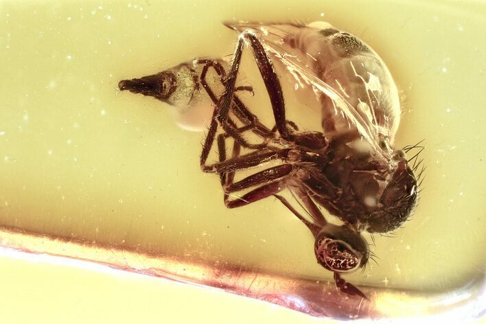 Detailed Fossil Dagger Fly (Empididae) In Baltic Amber #381338